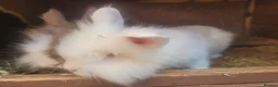 Lionhead rabbits for sale: double Maine lionhead bunnys in Norwich - Advert 4