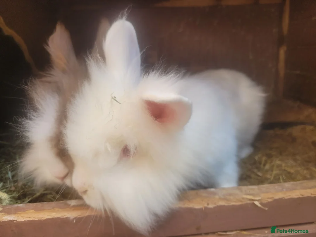 Lionhead rabbits for sale: double Maine lionhead bunnys in Norwich - Advert 4