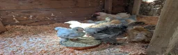 Chickens poultry for sale: Pekins, Quails, Eggs - Contact for availability  - Advert 3