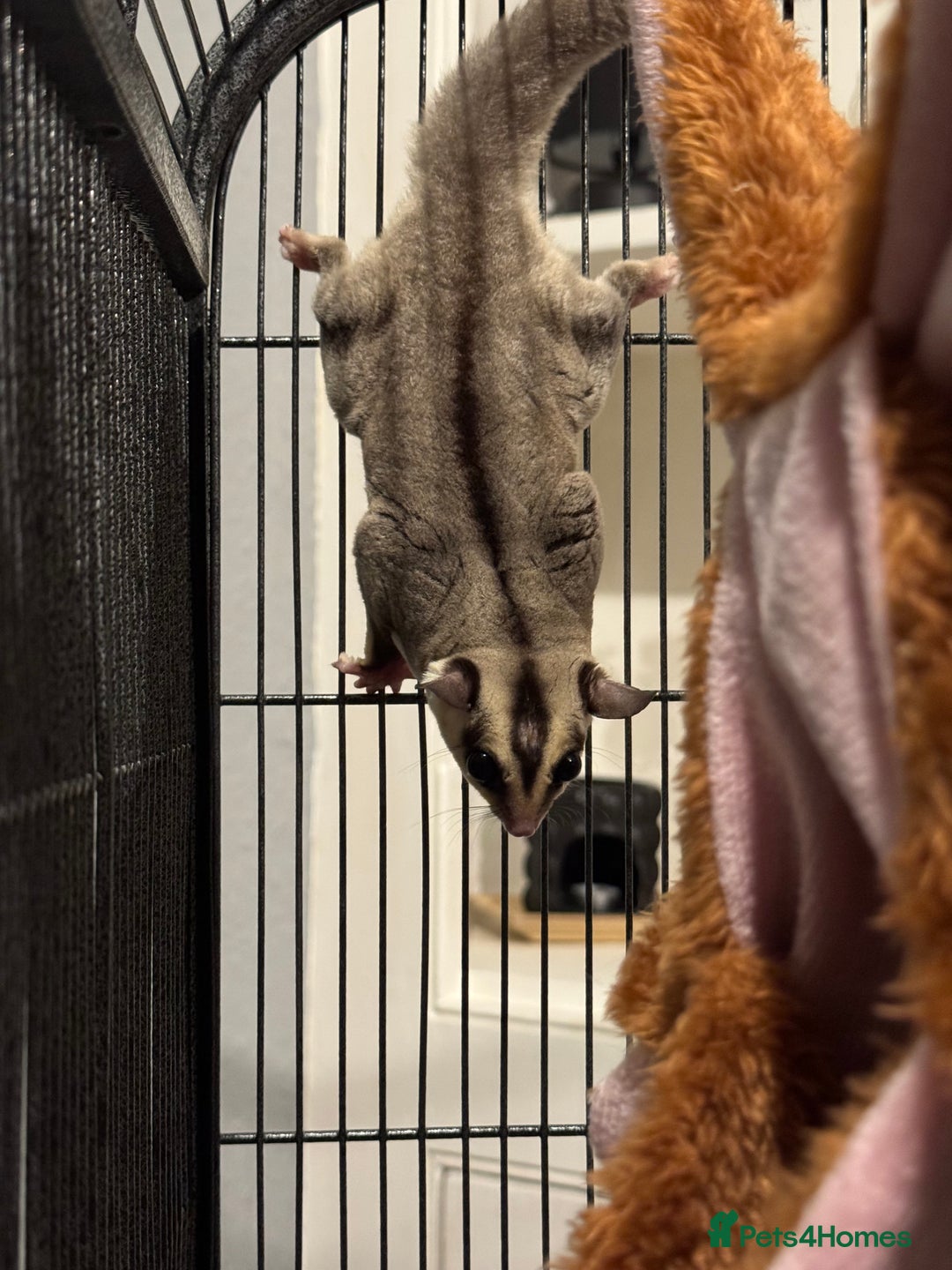 Sugar Glider rodents for sale: Sugar glider and full set up - Image 5