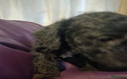 Mixed Breed dogs for sale: Poodles cross patterdale boy pupies - Advert 16