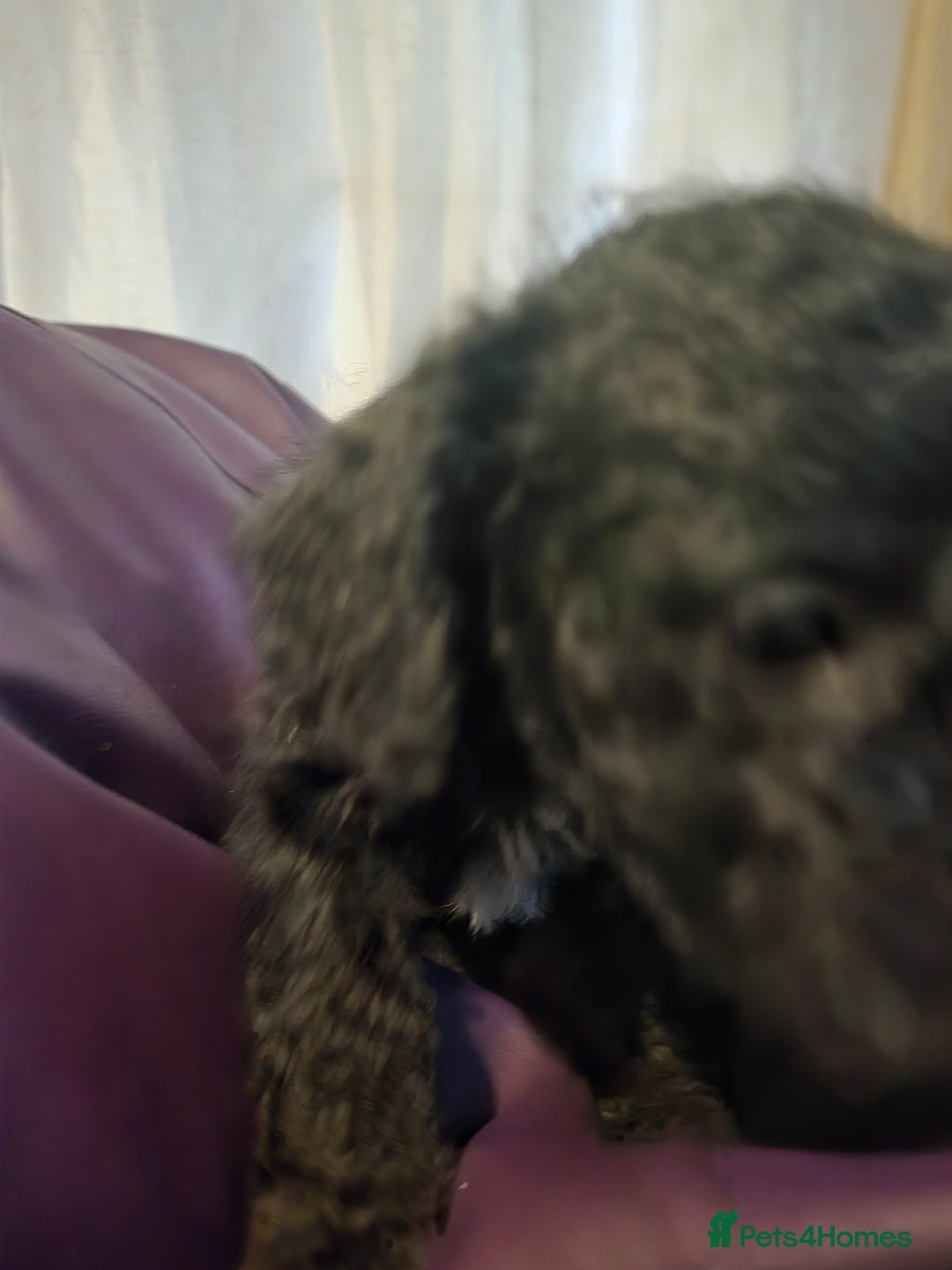 Mixed Breed dogs for sale: Poodles cross patterdale boy pupies - Advert 16