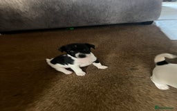 Jack Russell dogs for sale: Jack Russel puppies  - Image 17