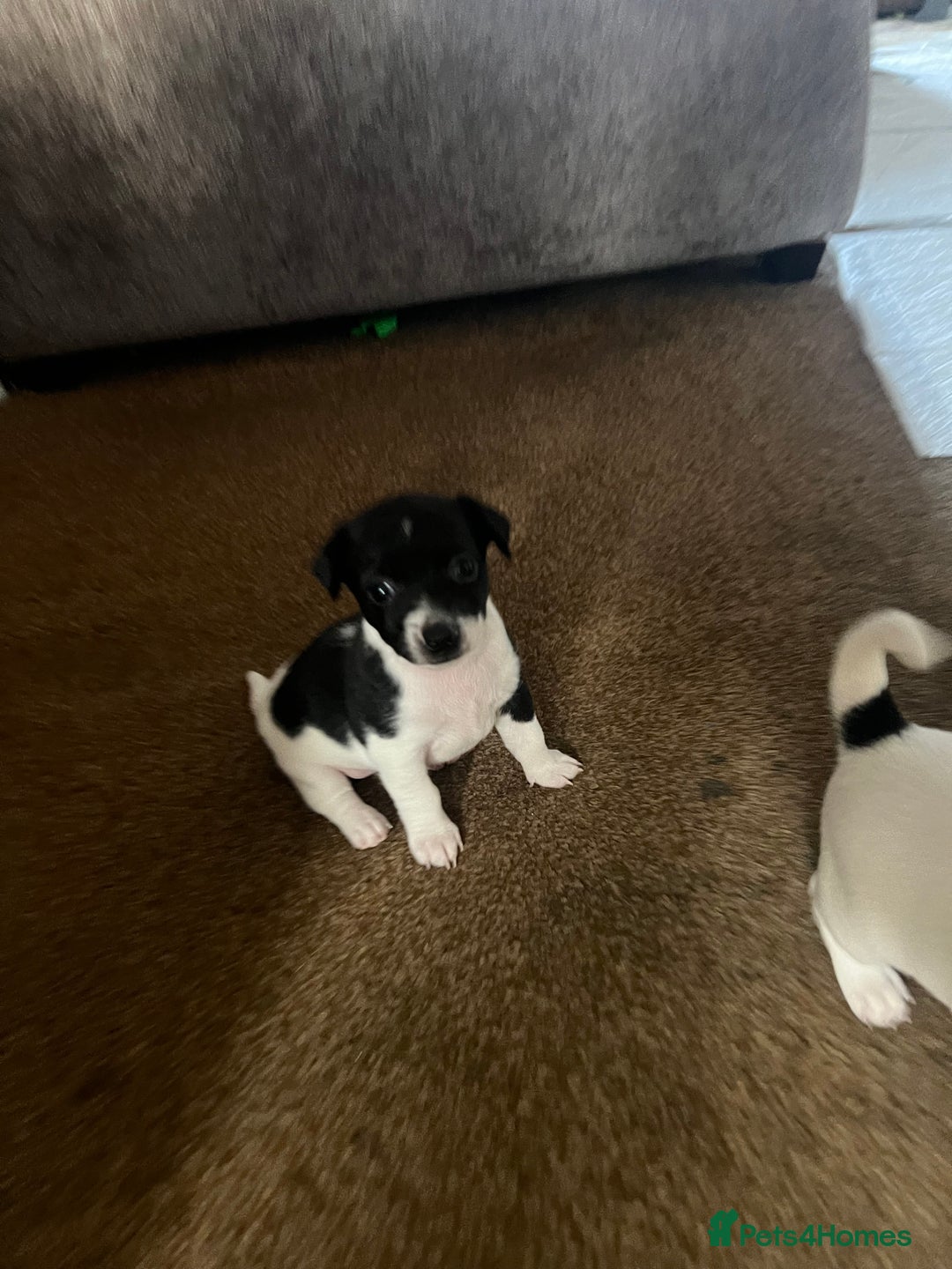 Jack Russell dogs for sale: Jack Russel puppies  - Image 17