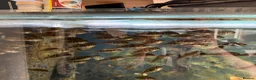 Cichlids fish for sale: Red head geos  - Advert 1