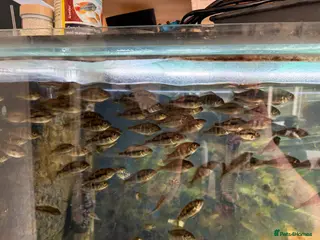Cichlids fish Red head geos - Advert 1