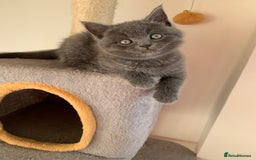 British Shorthair cats for sale: British Short Hair Kittens  - Image 13