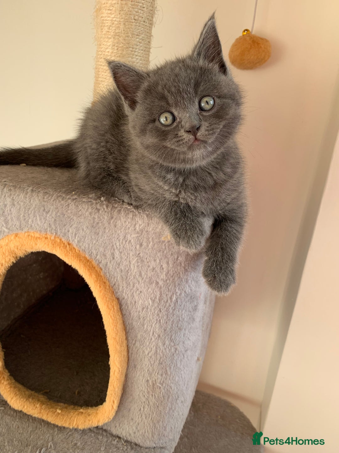 British Shorthair cats for sale: British Short Hair Kittens  - Image 13