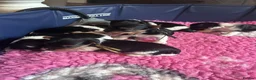 Biewer Terrier dogs for sale: Biewer Terriers  - Advert 6