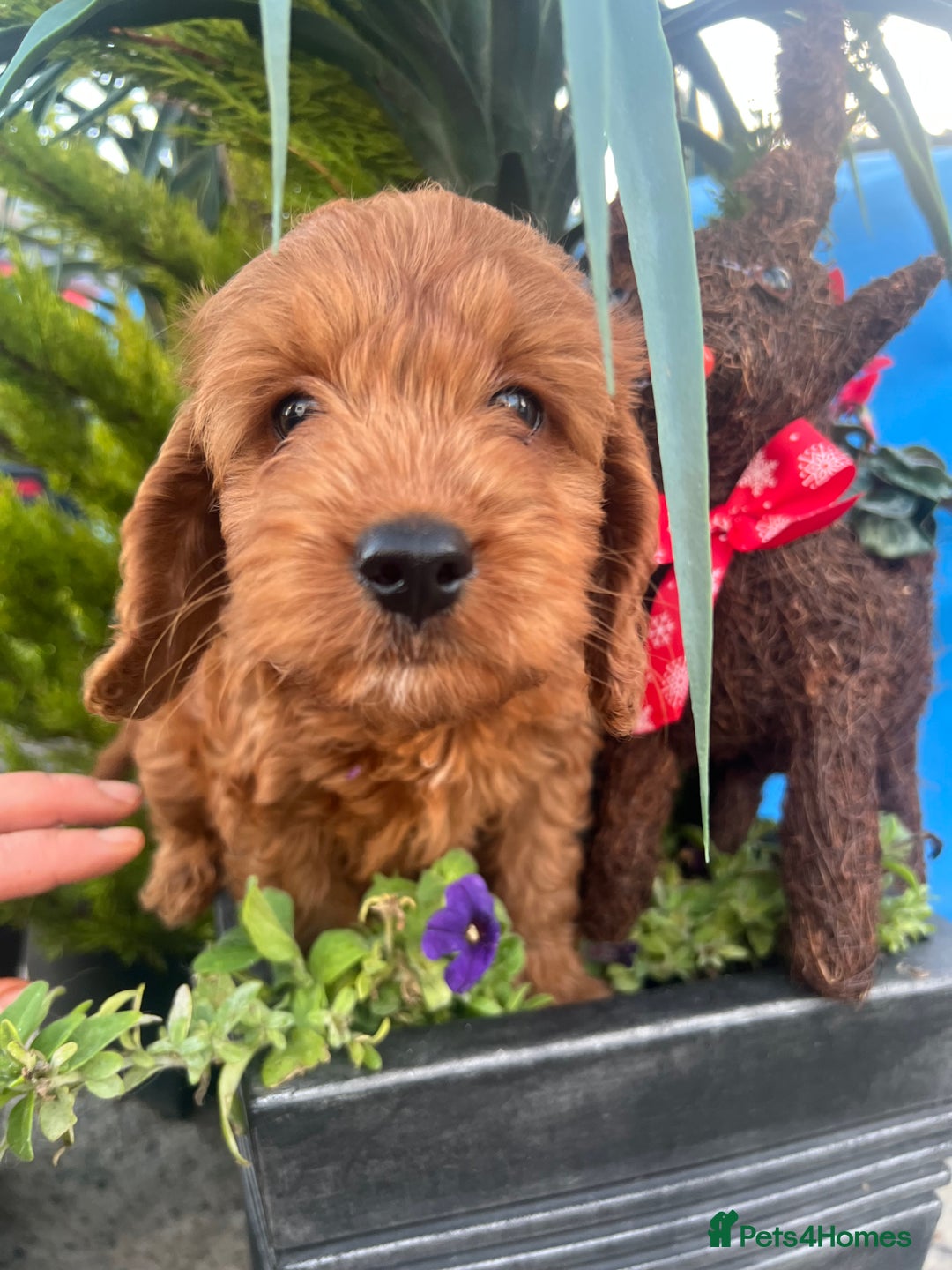 Cockapoo dogs for sale: LAST GIRL!!!!! F1 Cockapoo Puppies!!! - Advert 9