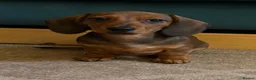Miniature Dachshund dogs for sale: Show quality PRA CLEAR mini dachshunds  - Advert 4