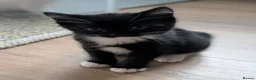 Mixed Breed cats for sale: 2 gorgeous fluffy tuxedo kittens available  - Advert 7