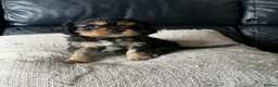Cavalier King Charles Spaniel dogs for sale: Beautiful cavalier king charles pups KC registered - Advert 3