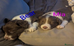 Border Collie dogs for sale: Red and white border collie/Sheepdog Pups - Image 16