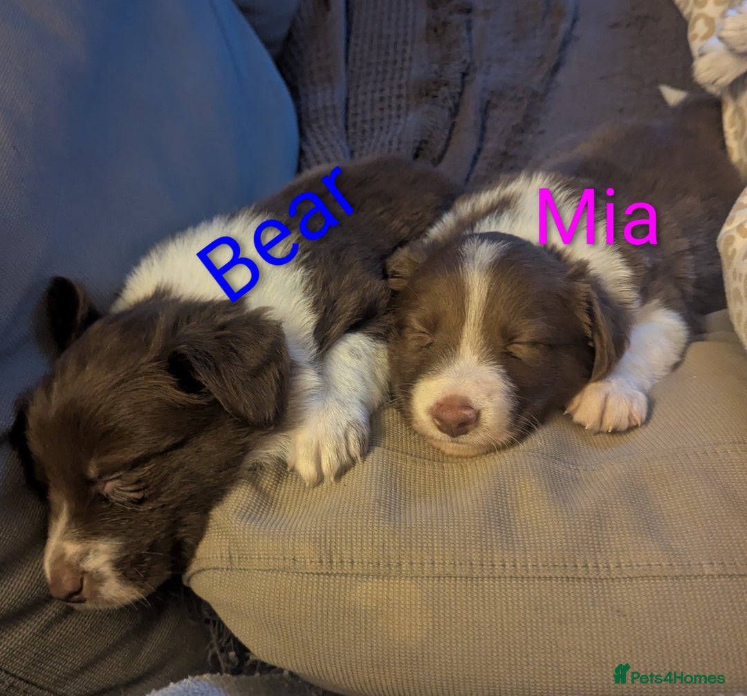 Border Collie dogs for sale: Red and white border collie/Sheepdog Pups - Image 16