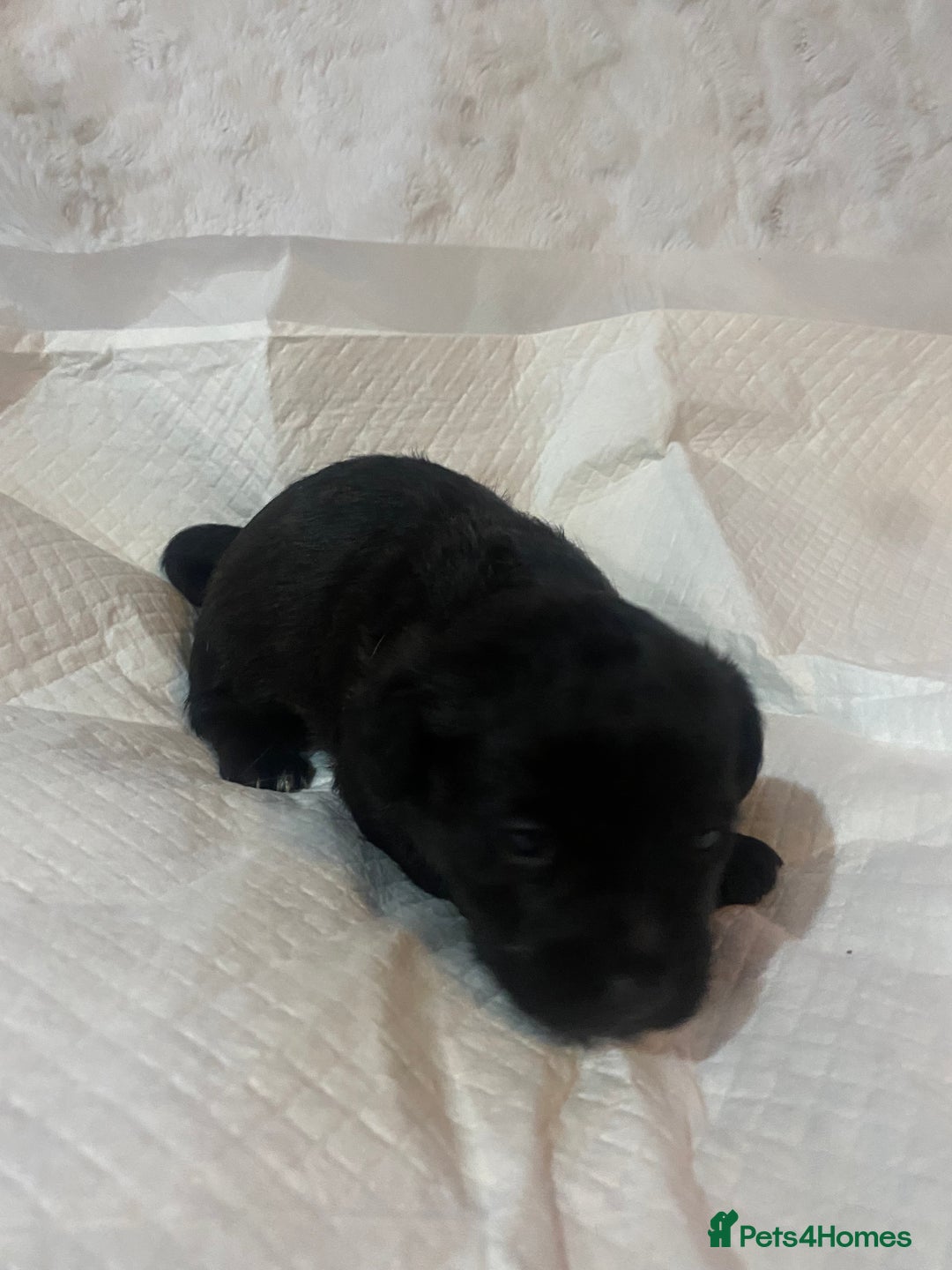 Jackapoo dogs for sale: Jackapoo puppies - Advert 13