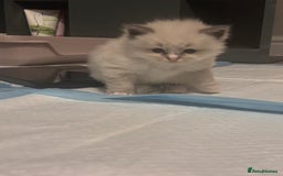 Ragdoll cats for sale: Ragdoll Kittens  - Image 7