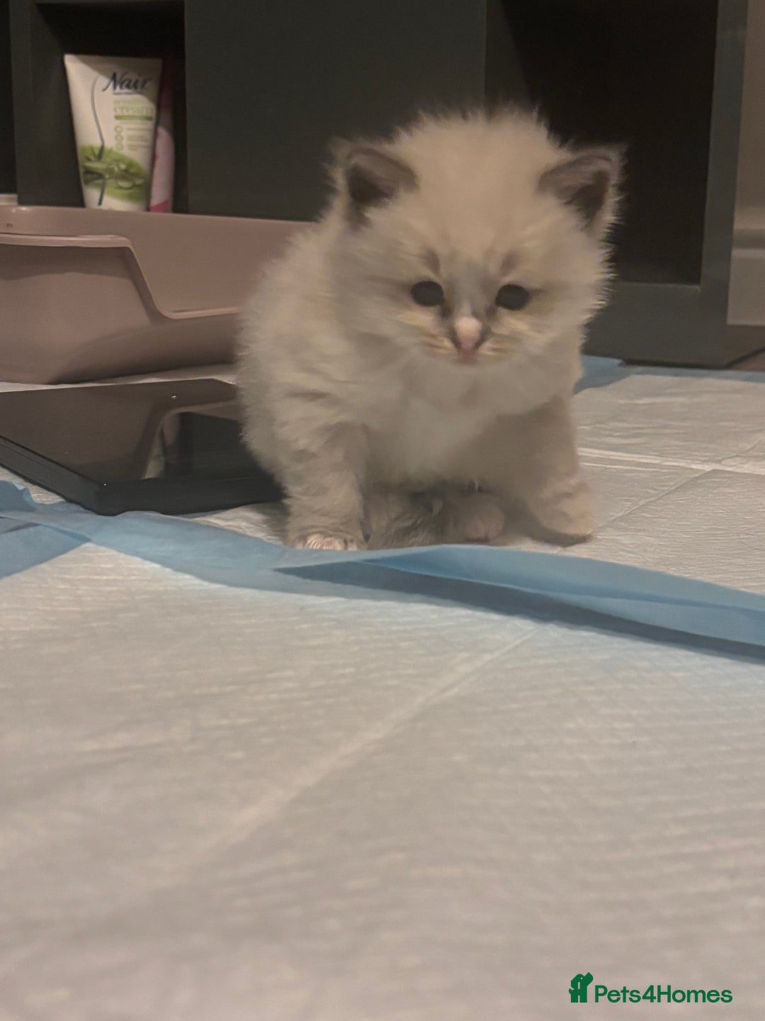 Ragdoll cats for sale: Ragdoll Kittens  - Image 7
