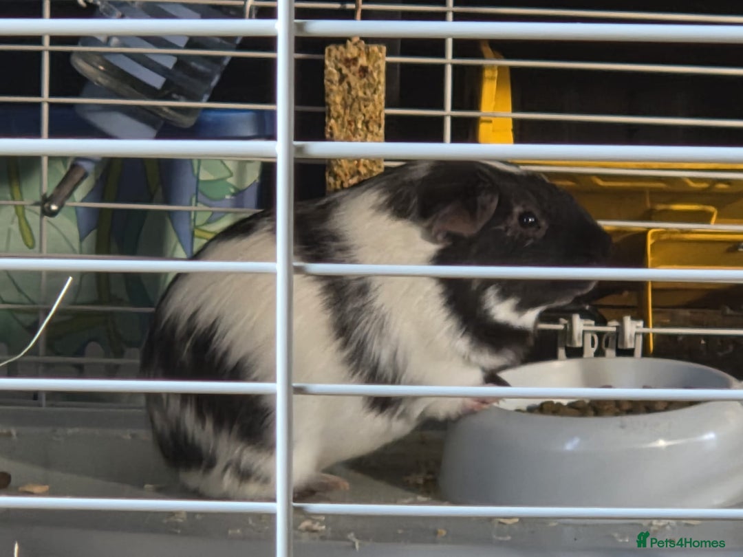 English rabbits for sale: 2 male Guinea pigs  - Image 2