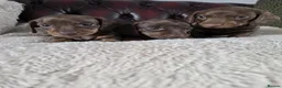Miniature Dachshund dogs for sale: Stunning KC registered Miniature Dachshund's - Advert 9