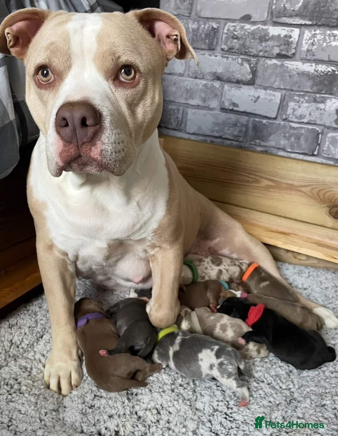 Mixed Breed dogs Staffy X Pocket Bully Puppies  - Advert 2
