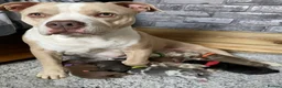Mixed Breed dogs for sale: Staffy X Pocket Bully Puppies  - Advert 1