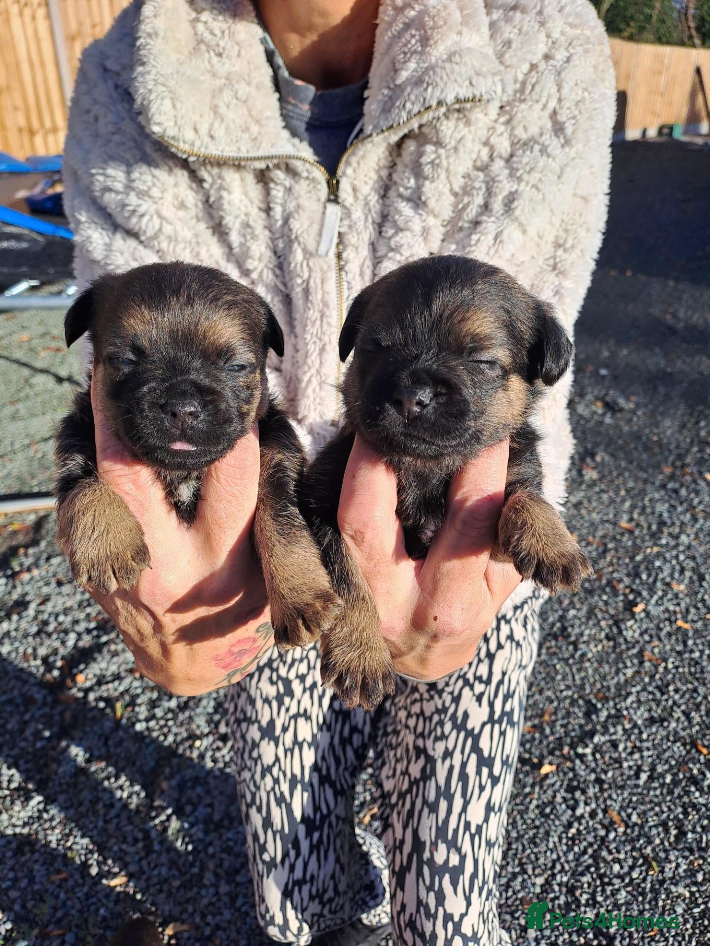 Border Terrier dogs Border Terrier Puppies  - Advert 1