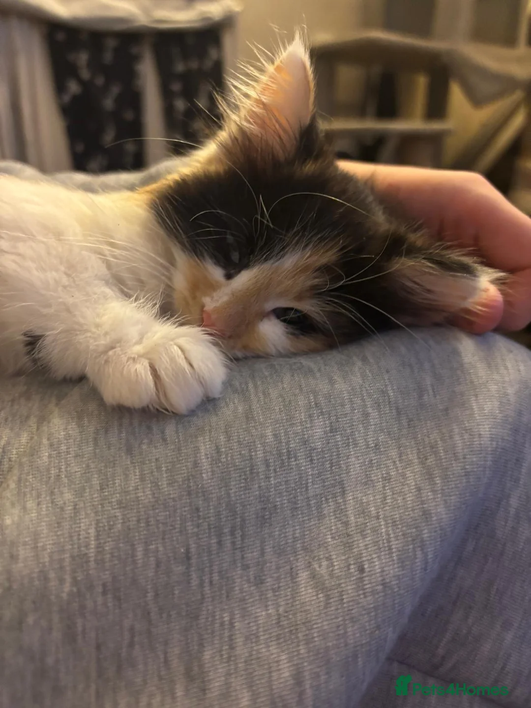 Mixed Breed cats for sale: Beautiful super fluffy mixed breed kittens - Advert 15