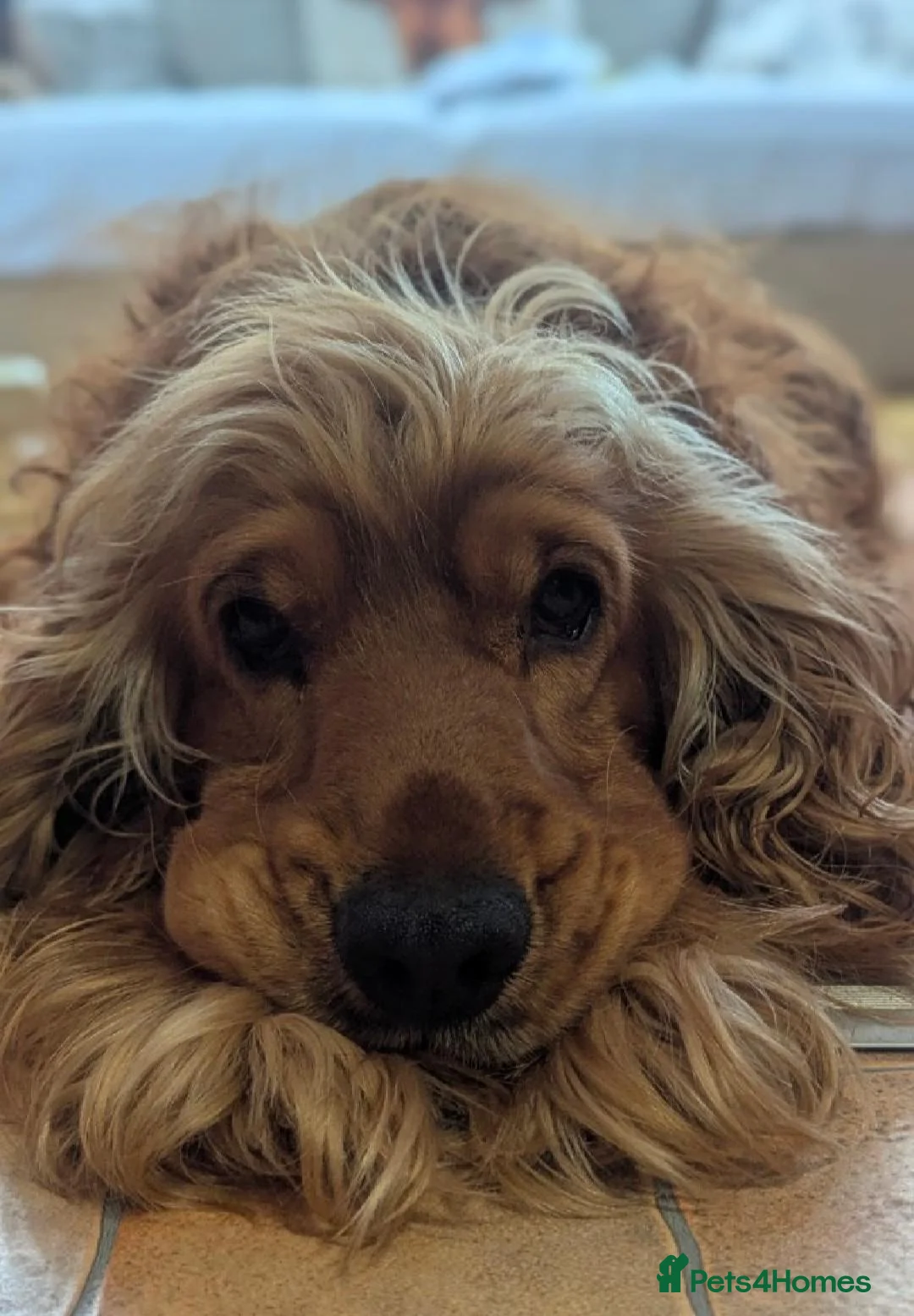 Cocker Spaniel dogs for sale: 2 georgous black cocker spaniel puppies  - Advert 2