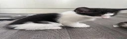 Mixed Breed cats for sale: Kittens for sale in Trimdon Station - Advert 8
