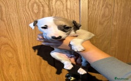 Whippet dogs for sale: 4 KC registered Whippet boys  - Image 11