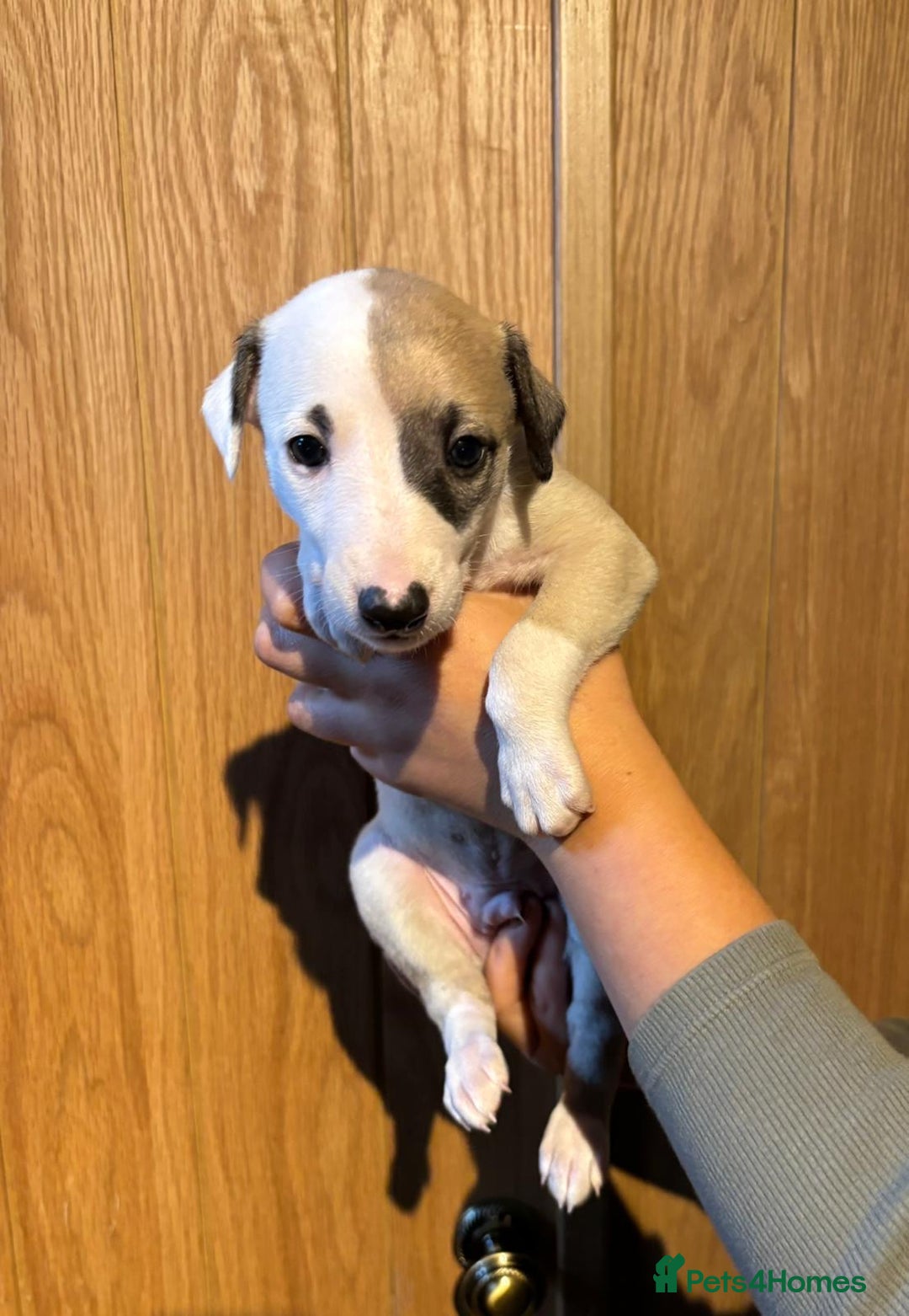 Whippet dogs for sale: 4 KC registered Whippet boys  - Image 11