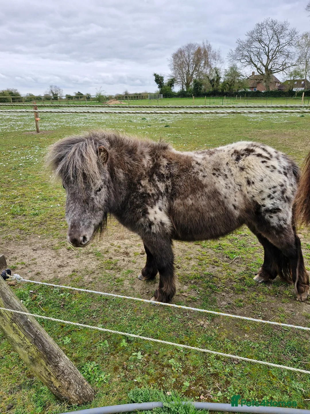 Miniature horses for sale: Dotty- Spellbound Enchanted Dreams - Advert 2