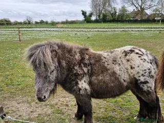 Miniature horses Dotty- Spellbound Enchanted Dreams - Advert 1