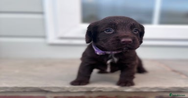 Cocker Spaniel dogs - Advert 6