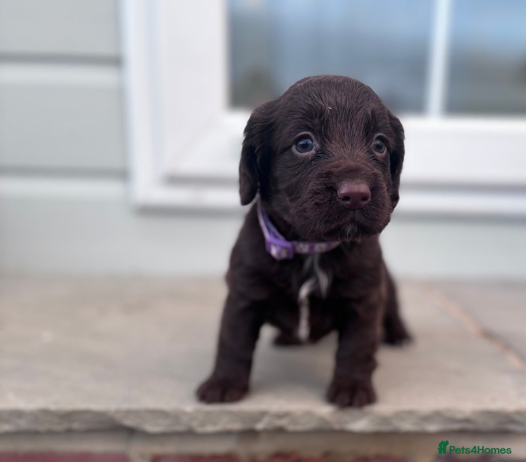 Cocker Spaniel dogs for sale: Working cocker spaniel puppies  - Image 3