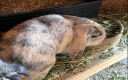 Mini Lop rabbits for sale: Beautiful mini lops - Image 1