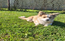 Mixed Breed dogs for adoption: Lilly for adoption - Image 8