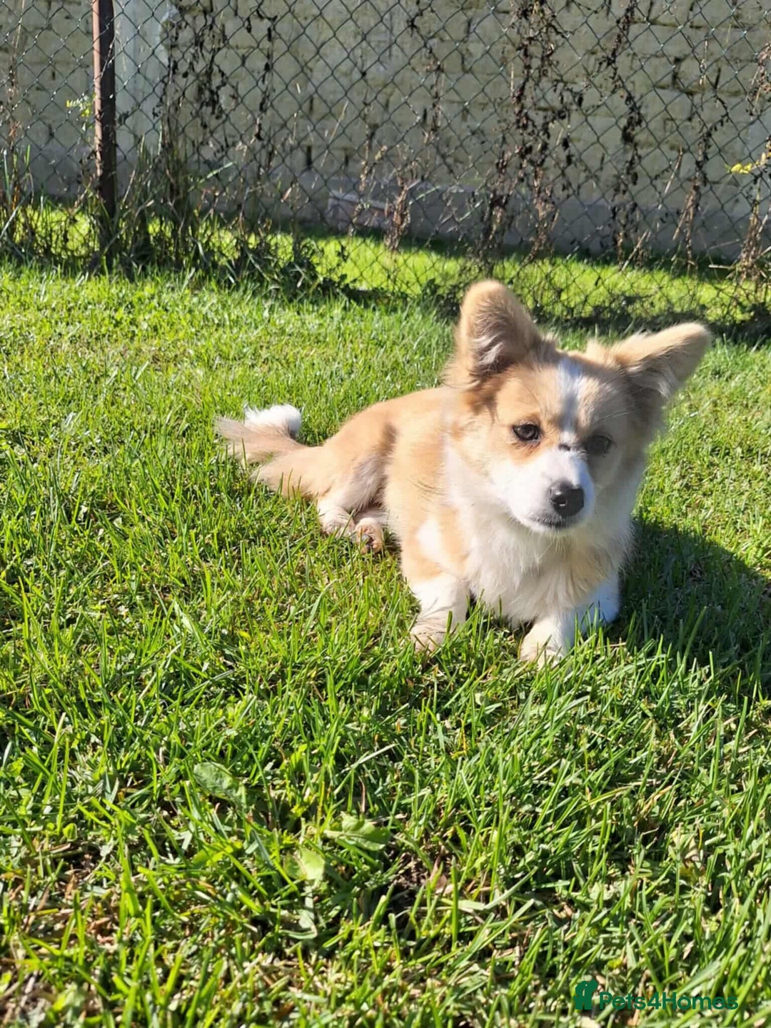 Mixed Breed dogs for adoption: Lilly for adoption - Image 8