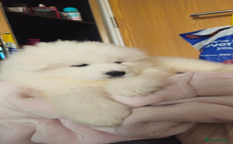 Samoyed dogs - Advert 2