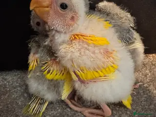 Parakeets birds Kakariki parakeets - Advert 6