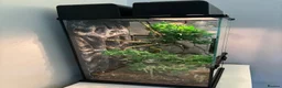 Gecko reptiles for sale: Gecko, vivarium, lights and heater for sale - Advert 2