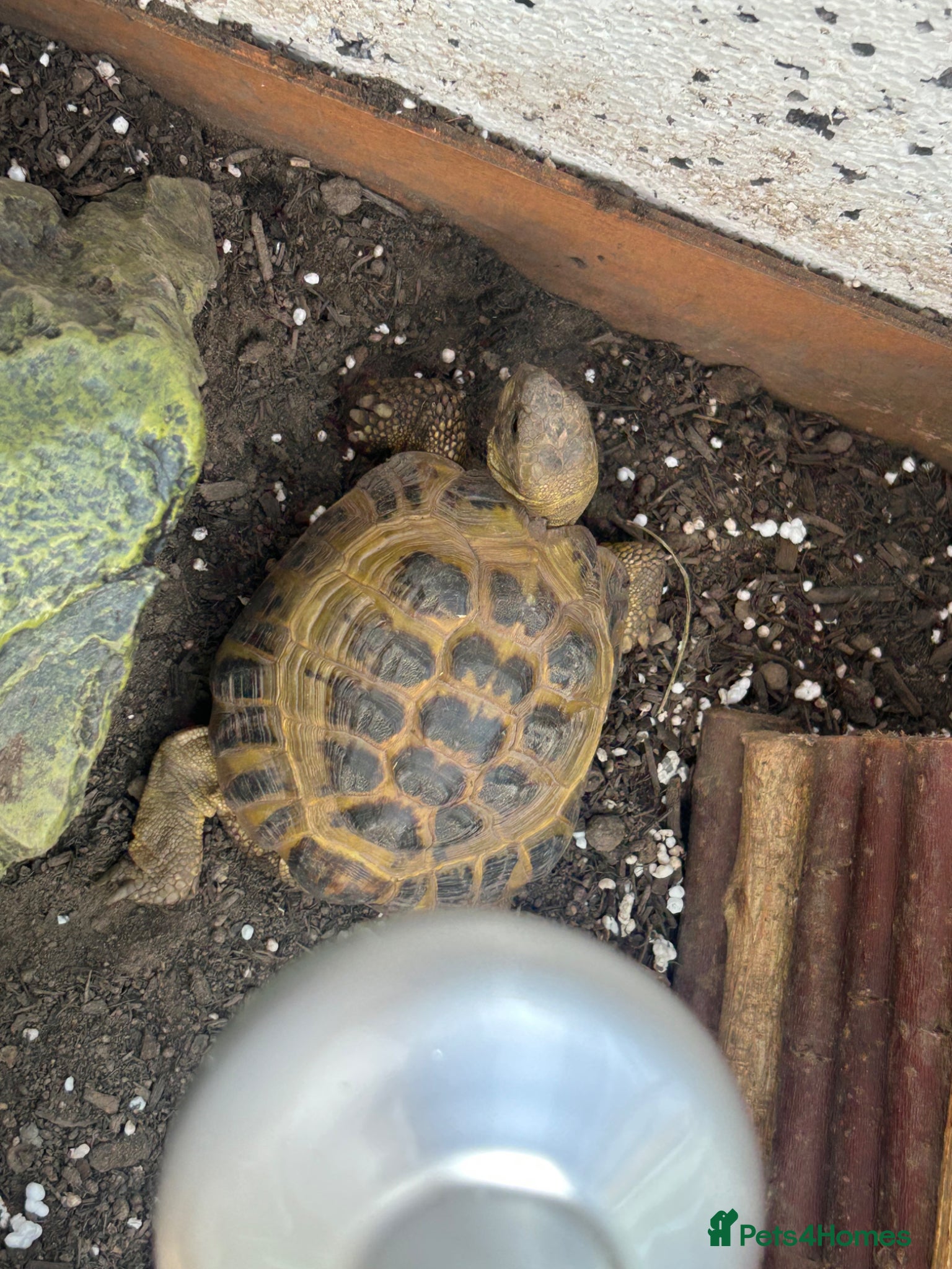 Mixed Breed reptiles Multiple snakes for rehome - Advert 3