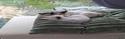 Devon Rex cats for sale: Devon rex kittens neutered  included in the price - Advert 21