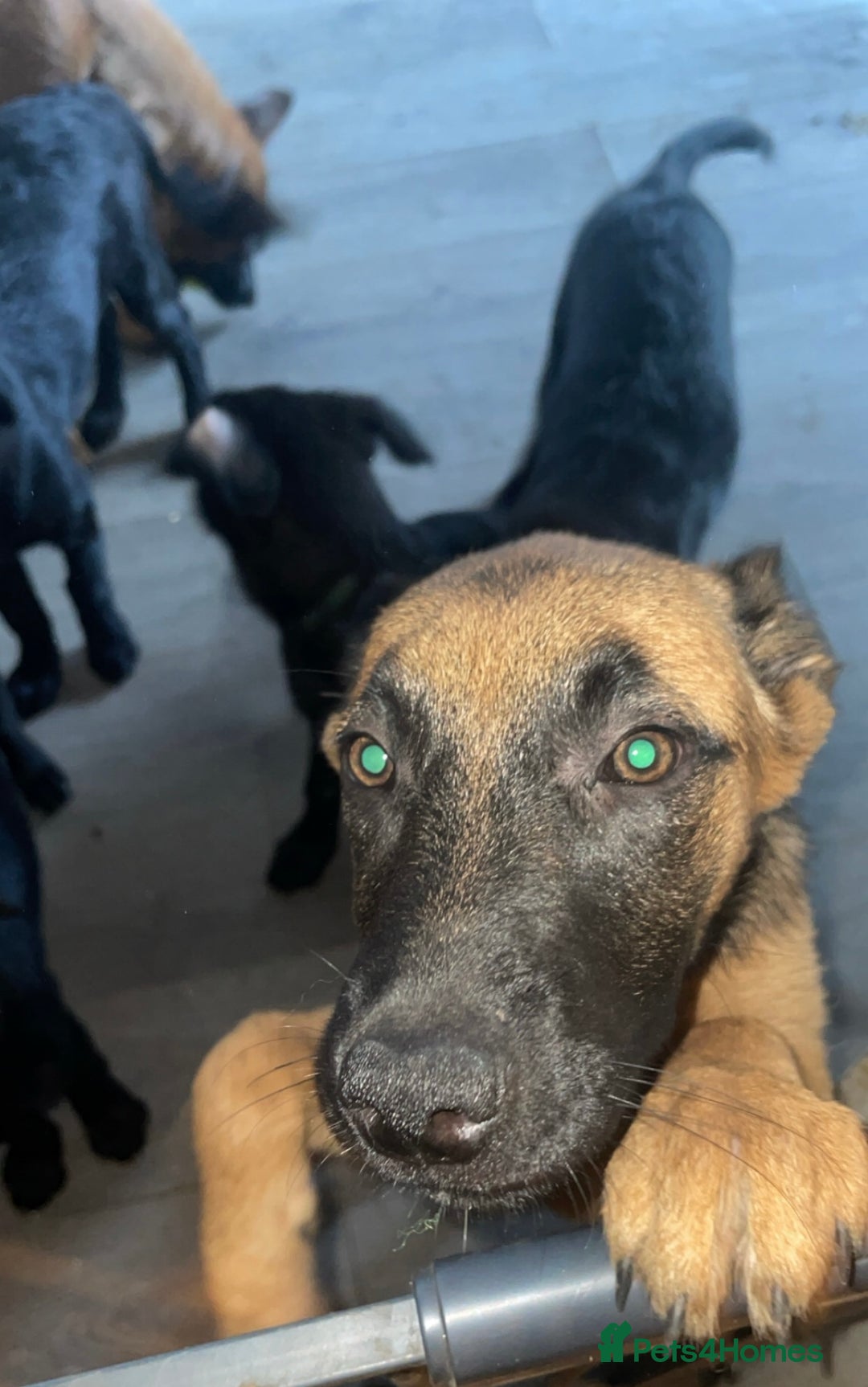 Mixed Breed dogs for sale: Belgian malinois x Labrador puppies  in Kettering - Image 2