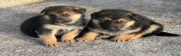 German Shepherd dogs for sale: German Shepherd pups in Armagh - Advert 2