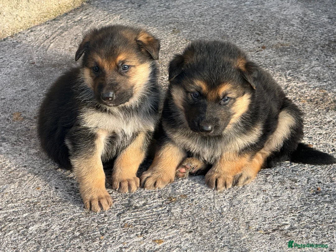 German Shepherd dogs for sale: German Shepherd pups in Armagh - Advert 2