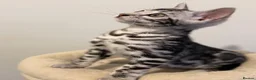 Bengal cats for sale:     🏆 Champion-Bred Silver Bengal Kitten - Advert 8