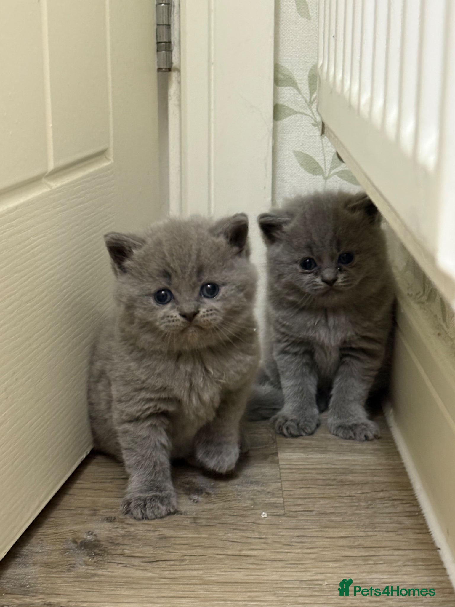 British Shorthair cats Beautiful British shorthair kittens - Advert 10