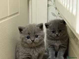 British Shorthair cats Beautiful British shorthair kittens - Advert 16